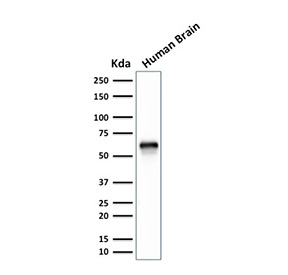 XAB1 Antibody Human Brain WB. Western blot analysis of human brain tissue lysate using XAB1 antibody. The mouse monoclonal antibody clone GPN1/2350 detects a distinct band at approximately 55 kDa, consistent with the predicted molecular weight of GPN-loop GTPase 1 / GPN1. This banding pattern supports detection of endogenous XAB1 protein in neural tissue, aligning with its role in RNA polymerase II assembly and transcriptional regulation in the brain.