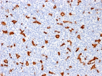 IBA1 Antibody Human Tonsil IHC. Immunohistochemistry analysis of FFPE human tonsil tissue using IBA1 Antibody (clone AIF1/1909) shows HRP-DAB brown cytoplasmic staining in scattered macrophages and dendritic-like cells within germinal centers and interfollicular regions, while lymphocytes remain largely negative, highlighting AIF1 / IBA1 expression in immune cell populations that share functional lineage with microglia, consistent with its role as a microglia marker and macrophage activation marker; nuclei are counterstained blue. HIER: boil tissue sections in pH 6 citrate buffer for 10-20 min and allow to cool before testing.
