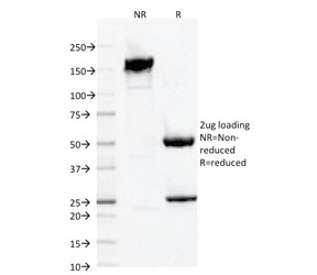 SDS-PAGE analysis of purified, BSA-free IBA1 antibody clone AIF1/1909 as confirmation of integrity and purity.