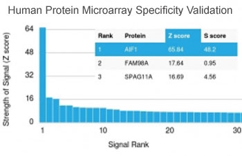 Human protein microarray specificity validation of Recombinant IBA1 Antibody Microarray Validated clone rAIF1/1909. Analysis was performed using the HuProt(TM) microarray containing more than 19,000 full-length human proteins. The antibody demonstrates the highest signal intensity for AIF1, ranking first among all proteins tested with a strong Z-score and clear separation from lower ranked proteins, supporting high target specificity of clone rAIF1/1909.<BR>Z- and S-score explanation: The Z-score represents the strength of signal generated when the antibody, together with a fluorescently labeled anti-IgG secondary antibody, binds to a specific protein on the HuProt(TM) array. Z-scores are expressed in units of standard deviations above the mean signal of all proteins on the array. Proteins are ranked in descending order according to Z-score. The S-score represents the difference in Z-scores between adjacent ranked proteins and reflects the relative specificity of the antibody for its intended target.