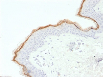 Filaggrin Antibody Skin IHC. Immunohistochemistry analysis of FFPE human skin tissue stained with Filaggrin antibody (clone FLG/1563). Strong HRP-DAB brown staining is observed within the superficial epidermal layers, consistent with the expected distribution of Filaggrin / FLG in differentiated stratified squamous epithelial cells involved in epidermal barrier formation and keratinocyte maturation. Tissue sections underwent HIER using 10mM Tris with 1mM EDTA buffer, pH 9, prior to immunostaining.
