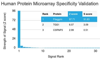 Filaggrin Antibody HuProt Microarray Specificity Validation. Analysis of a HuProt(TM) microarray containing more than 19,000 full-length human proteins using Filaggrin antibody clone FLG/1563 demonstrates highly selective recognition of Filaggrin / FLG. The intended Filaggrin target ranks first among all proteins analyzed on the array, with exceptionally strong separation from secondary signals, supporting the specificity profile of this mouse monoclonal antibody for epidermal differentiation and epithelial barrier biology research applications. Z-score represents signal intensity above background in standard deviation units, while S-score reflects the relative specificity of antibody binding compared with additional proteins present on the HuProt(TM) platform.
