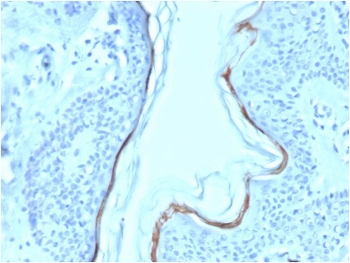 Filaggrin Antibody Biotin Conjugate Skin IHC. Immunohistochemistry testing of FFPE human skin with biotinylated Filaggrin antibody (clone FLG/1563). Required HIER: boil tissue sections in pH 9 10mM Tris with 1mM EDTA for 10-20 min.