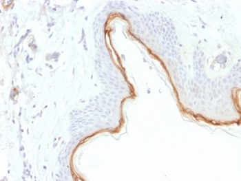 Filaggrin Antibody Epidermal Barrier IHC. Immunohistochemistry testing of FFPE human skin with Filaggrin antibody (clone FLG/1945). Required HIER: boil tissue sections in 10mM citrate buffer, pH 6, for 10-20 min.