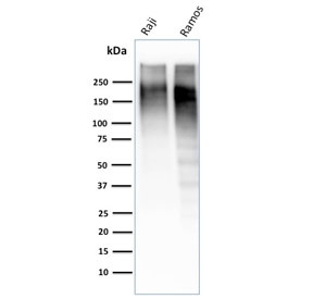 Ki-67 Antibody for WB. Western blot testing of human Raji and Ramos cell lysate with Ki-67 Antibody for WB MKI67/2462. Expected molecular weight ~350 kDa.