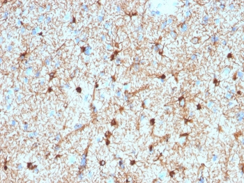 IHC testing of FFPE human cerebellum stained with Glial Fibrillary Acidic Protein antibody (GFAP/2076). Required HIER: boiling tissue sections in pH 9 10mM Tris with 1mM EDTA for 10-20 min followed by cooling at RT for 20 min.