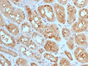 MTAP Antibody Human Kidney IHC. Immunohistochemistry analysis of FFPE human kidney tissue using MTAP Antibody (clone MTAP/1813) demonstrates HRP-DAB brown cytoplasmic staining in tubular epithelial cells, consistent with Methylthioadenosine phosphorylase (MTAP) expression as a metabolic enzyme involved in intracellular nucleotide and methionine salvage pathways, while glomerular structures show lower signal; nuclei are counterstained blue. HIER: steam sections in pH 6 citrate buffer for 20 min and allow to cool prior to staining.