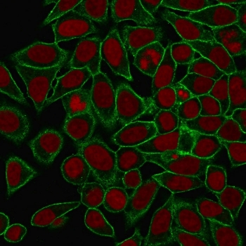 Immunofluorescent staining of MeOH fixed human HeLa cells with Spectrin beta III antibody (clone SPTBN2/1778, green) and Reddot nuclear stain (red).