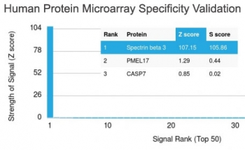Analysis of HuProt(TM) microarray containing more than 19,000 full-length human proteins using Spectrin beta III antibody (clone SPTBN2/1778). These results demonstrate the foremost specificity of the SPTBN2/1778 mAb. Z- and S- score: The Z-score represents the strength of a signal that an antibody (in combination with a fluorescently-tagged anti-IgG secondary Ab) produces when binding to a particular protein on the HuProt(TM) array. Z-scores are described in units of standard deviations (SD's) above the mean value of all signals generated on that array. If the targets on the HuProt(TM) are arranged in descending order of the Z-score, the S-score is the difference (also in units of SD's) between the Z-scores. The S-score therefore represents the relative target specificity of an Ab to its intended target.
