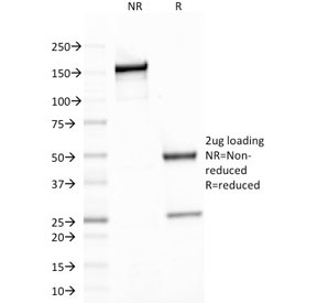 SDS-PAGE analysis of purified, BSA-free Spectrin beta III antibody (clone SPTBN2/1778) as confirmation of integrity and purity.