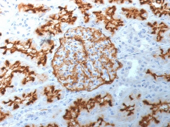 IHC staining of FFPE human kidney with CD10/Neprilysin antibody (clone MME/1892). Required HEIR: boil tissue sections in 10mM Tris with 1mM EDTA, pH 9, for 10-20 min and allow to cool before testing.