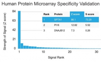 Analysis of HuProt(TM) microarray containing more than 19,000 full-length human proteins using SPTA1 antibody (clone SPTA1/1810). These results demonstrate the foremost specificity of the SPTA1/1810 mAb. Z- and S- score: The Z-score represents the strength of a signal that an antibody (in combination with a fluorescently-tagged anti-IgG secondary Ab) produces when binding to a particular protein on the HuProt(TM) array. Z-scores are described in units of standard deviations (SD's) above the mean value of all signals generated on that array. If the targets on the HuProt(TM) are arranged in descending order of the Z-score, the S-score is the difference (also in units of SD's) between the Z-scores. The S-score therefore represents the relative target specificity of an Ab to its intended target.