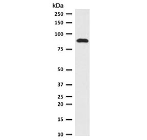 TLE1 Antibody for WB / Transducin-Like Enhancer Protein 1 Western Blot Antibody western blot analysis of human HeLa cells. Lane 1: human HeLa whole cell lysate. Proteins were separated by SDS-PAGE and transferred to a membrane for immunoblot detection using the mouse monoclonal TLE1 Antibody for WB / Transducin-Like Enhancer Protein 1 Western Blot Antibody clone TLEP1-1. A band is detected at approximately 83 kDa, consistent with the predicted molecular weight of Transducin-Like Enhancer Protein 1 (TLE1). The observed band corresponds to endogenous expression of the Groucho family transcriptional corepressor in human epithelial cell lysates, demonstrating suitability of clone TLEP1-1 for western blot detection of TLE1 protein.