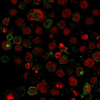 GLUT1 Antibody Protein Microarray Validated clone GLUT1/2475 immunofluorescence staining in human K562 cells. Fluorescent staining shows green signal corresponding to GLUT1 (SLC2A1) localization outlining the plasma membrane and cytoplasmic vesicular structures consistent with glucose transporter distribution in metabolically active cells. Membrane-associated fluorescence highlights cell boundaries while punctate cytoplasmic signal reflects intracellular transporter trafficking. Nuclei are counterstained with Reddot nuclear stain (red), and signal was detected using an immunofluorescence method and visualized by fluorescence microscopy.