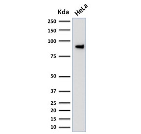 Western blot testing of human HeLa cell lysate with TLE1 antibody (clone TLE1/2051). Predicted molecular weight ~83 kDa.