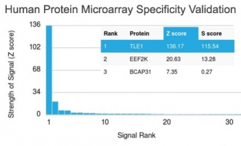 TLE1 Antibody Protein Microarray Validated Clone TLE1/2062 specificity analysis using HuProt human protein microarray. A comprehensive human protein microarray containing more than 19,000 full-length human proteins was probed with TLE1 Antibody Protein Microarray Validated Clone TLE1/2062 to evaluate antibody specificity across a large proteome-scale panel. The results demonstrate strong and selective binding of the antibody to Transducin-Like Enhancer Protein 1 (TLE1), with TLE1 producing the highest signal intensity among all proteins present on the array. This microarray validation confirms that Clone TLE1/2062 shows preferential recognition of the intended target protein compared with other proteins screened in the assay.<BR>The Z-score represents the strength of signal generated when the antibody binds to a specific protein on the HuProt microarray and is expressed in units of standard deviations above the mean signal across the array. Proteins are ranked according to Z-score values, with higher scores indicating stronger antibody binding. The S-score represents the difference between the Z-scores of sequentially ranked proteins and reflects the relative specificity of the antibody for its intended target. A large S-score between the top-ranked protein and the next highest signal indicates strong target specificity. In this analysis, Transducin-Like Enhancer Protein 1 produced the highest Z-score and a strong S-score separation from other proteins, demonstrating the high specificity of TLE1 Antibody Protein Microarray Validated Clone TLE1/2062 in proteome-scale screening.