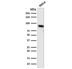 TLE1 Antibody Microarray Specificity Validated Clone TLE1/2085 western blot analysis of Transducin-Like Enhancer Protein 1 / TLE1. Lane 1: human HeLa cell lysate. A band is detected at approximately 83 kDa, consistent with the predicted molecular weight of Transducin-Like Enhancer Protein 1 / TLE1. Clone TLE1/2085 is a Microarray Specificity Validated antibody, indicating antibody selectivity was evaluated using proteome-scale protein microarray screening to assess binding across thousands of individual proteins. The detected band corresponds to endogenous TLE1 protein expressed in human HeLa cells and is consistent with the nuclear transcriptional corepressor role of TLE1 within Groucho family transcriptional repression complexes.