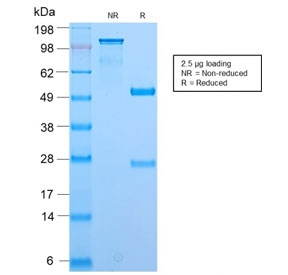 SDS-PAGE analysis of purified, BSA-free BrdU antibody (clone BRD2888R) as confirmation of integrity and purity.