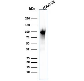 Melanoma gp100 Antibody (clone PMEL/2039). Western blot analysis of human COLO-38 melanoma cell lysate using Melanoma gp100 Antibody Microarray Specificity Validation clone PMEL/2039. Lane 1: human COLO-38 cell lysate. A prominent band is detected at approximately 100 kDa, consistent with the glycosylated precursor form of Premelanosome protein PMEL, also known as gp100. PMEL is synthesized as an approximately 100 kDa glycosylated precursor that undergoes proteolytic cleavage to generate an approximately 60-64 kDa M-alpha fragment and an approximately 26 kDa M-beta fragment. The M-alpha fragment is further processed into approximately 34-38 kDa and approximately 26 kDa fragments that assemble into the fibrillar matrix of developing melanosomes in melanocytic cells.