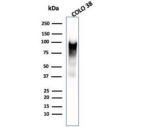 Western blot testing of human COLO-38 cell lysate with microarray validated Melanoma gp100 antibody (clone PMEL/2038). The ~100 kDa glycosylated PMEL precursor is proteolytically cleaved into an ~60-64 kDa M-alpha fragment and an ~26 kDa M-beta fragment. The M-alpha fragment is subsequently processed into ~34-38 kDa and ~26 kDa fragments that assemble into the fibrillar matrix of melanosomes.