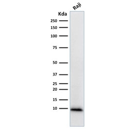 Western blot testing of human Raji cell lysate with Ubiquitin/UBB antibody (clone UBB/1748). Expected molecular weight ~9 kDa.