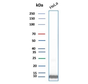 Western blot testing of human HeLa cell lysate with Ubiquitin/UBB antibody (clone UBB/1748). Expected molecular weight ~9 kDa.