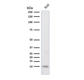 Western blot testing of human Raji cell lysate with Ubiquitin antibody (clone UBB/2122). Expected molecular weight ~9 kDa.