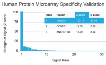 Analysis of HuProt(TM) microarray containing more than 19,000 full-length human proteins using Ubiquitin antibody (clone UBB/2122). These results demonstrate the foremost specificity of the UBB/2122 mAb. Z- and S- score: The Z-score represents the strength of a signal that an antibody (in combination with a fluorescently-tagged anti-IgG secondary Ab) produces when binding to a particular protein on the HuProt(TM) array. Z-scores are described in units of standard deviations (SD's) above the mean value of all signals generated on that array. If the targets on the HuProt(TM) are arranged in descending order of the Z-score, the S-score is the difference (also in units of SD's) between the Z-scores. The S-score therefore represents the relative target specificity of an Ab to its intended target.