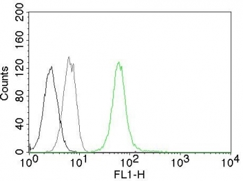 Vimentin Antibody CF488 Conjugate FACS. Flow cytometry testing of permeabilized Jurkat cells with Vimentin antibody (clone VM452, green), cells alone (black) and isotype control (gray).