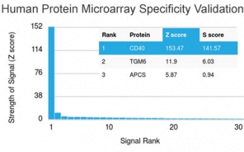Analysis of HuProt(TM) microarray containing more than 19,000 full-length human proteins using CD40 antibody (clone C40/2383). These results demonstrate the foremost specificity of the C40/2383 mAb. Z- and S- score: The Z-score represents the strength of a signal that an antibody (in combination with a fluorescently-tagged anti-IgG secondary Ab) produces when binding to a particular protein on the HuProt(TM) array. Z-scores are described in units of standard deviations (SD's) above the mean value of all signals generated on that array. If the targets on the HuProt(TM) are arranged in descending order of the Z-score, the S-score is the difference (also in units of SD's) between the Z-scores. The S-score therefore represents the relative target specificity of an Ab to its intended target.