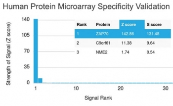 ZAP70 Antibody / Lymphocyte Development Signaling Antibody. Protein microarray specificity analysis using a HuProt(TM) array containing more than 19,000 full-length human proteins with ZAP70 Antibody / Lymphocyte Development Signaling Antibody (clone ZAP70/2046). Zeta-chain-associated protein kinase 70 (ZAP70) is identified as the top-ranked target with a high Z-score and strong S-score separation from non-specific proteins, demonstrating highly specific binding of the antibody. The Z-score reflects signal intensity relative to the array mean, while the S-score indicates target specificity relative to other proteins. These results support the selectivity of clone ZAP70/2046 for ZAP70, consistent with its use in studies of lymphocyte development signaling where precise detection of signaling proteins is critical.