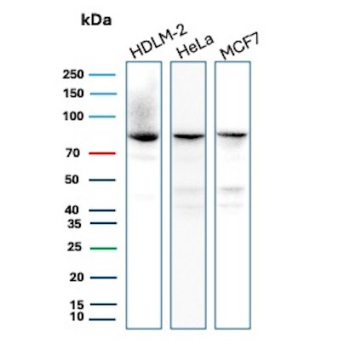 FAF1 Antibody WB HDLM-2 HeLa MCF7. Western blot analysis of Fas associated factor 1 / FAF1 expression in human HDLM-2, HeLa, and MCF7 cell lysates using FAF1 Antibody clone CPTC-FAF1-2. The FAF1 Antibody detects a band at approximately 70â80 kDa across all samples, consistent with the predicted molecular weight of FAF1, supporting detection of the full-length protein in multiple human cell lines.