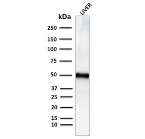 Adipophilin Antibody Human Liver WB. Western blot testing of human liver lysate with recombinant Adipophilin antibody. Predicted molecular weight ~48 kDa.