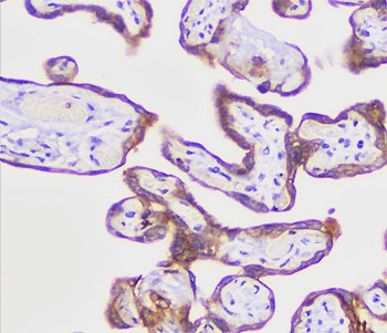 Immunohistochemistry of PLAP Antibody Recombinant Rabbit MAb KSUP-2R in human placenta. Formalin-fixed, paraffin-embedded human placental tissue demonstrates membranous HRP-DAB brown staining in syncytiotrophoblastic cells outlining chorionic villi, consistent with surface localization of placental alkaline phosphatase. Stromal cores show minimal background staining.
