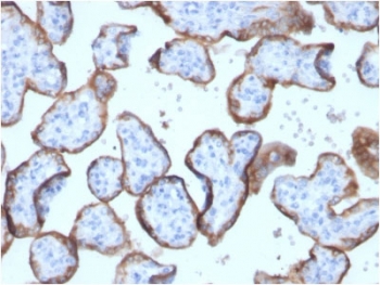 Immunohistochemistry of Recombinant Placental Alkaline Phosphatase Antibody (clone ALPP/2899R) in human placenta. Formalin-fixed, paraffin-embedded human placental tissue demonstrates strong HRP-DAB brown membranous staining in syncytiotrophoblastic cells outlining chorionic villi, consistent with surface localization of placental alkaline phosphatase. Stromal cores and intervillous spaces show minimal staining.