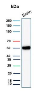 Western blot testing of human brain tissue lysate using GFAP antibody (clone GFAP/6884). Predicted molecular weight ~50 kDa.