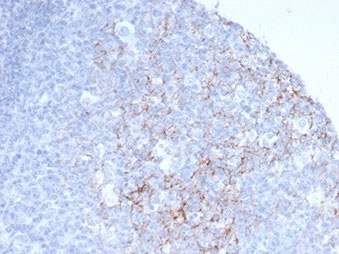 CD23 Antibody Follicular B-Cell IHC. Immunohistochemistry staining of FFPE human tonsil tissue with CD23 antibody (clone FCER2/6888). HIER: boil tissue sections in pH 9 10mM Tris with 1mM EDTA for 20 min and allow to cool before testing.