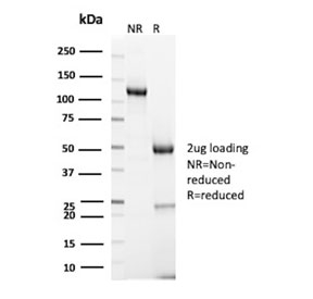 SDS-PAGE analysis of purified, BSA-free Golgi Glycoprotein 1 antibody (clone GLG1/7174R) as confirmation of integrity and purity.