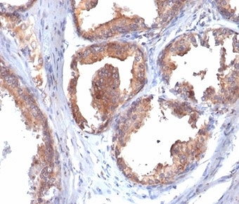 HSP90 beta Antibody Prostate IHC. Immunohistochemistry staining of FFPE human prostate tissue with HSP90AB1 antibody (clone HSP90AB1/4970). HIER: boil tissue sections in pH 9 10mM Tris with 1mM EDTA for 20 min and allow to cool before testing.