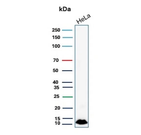 Western blot testing of human HeLa cell lysate with S100A4 antibody. Predicted molecular weight ~12 kDa.