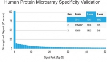 CD1A Antibody. Protein microarray analysis of CD1A / CD1a specificity using a HuProt(TM) array containing more than 19,000 full-length human proteins and CD1A Antibody. CD1A shows the highest signal intensity among all tested proteins, supporting selective recognition across a proteome-wide panel. Z-score represents signal strength relative to the array mean, while S-score reflects the separation between CD1A and the next highest-ranking proteins, indicating strong target specificity with minimal cross-reactivity.