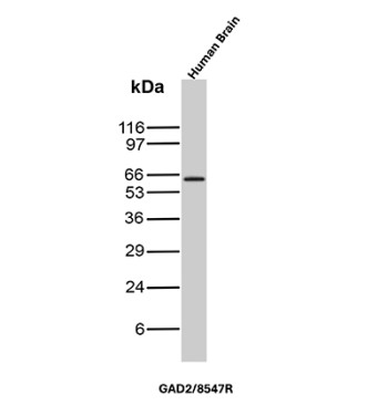 GAD2 Antibody Brain WB. Western blot analysis of human brain tissue lysate using GAD2 Antibody detects a strong band at approximately 65-67 kDa, consistent with the expected molecular weight of Glutamate decarboxylase 2 / GAD65. This Glutamate decarboxylase 2 antibody highlights abundant expression of inhibitory neurotransmitter-associated signaling machinery within neural tissue and supports characterization of GABAergic neuronal differentiation pathways.