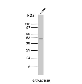 GATA-3 Antibody Jurkat WB. Western blot analysis of human Jurkat cell lysate using GATA3 Antibody / GATA Binding Protein 3 Antibody clone GATA3/7686R. A distinct band is detected at approximately 48-50 kDa, consistent with the reported molecular weight of GATA binding protein 3 / GATA3, a zinc finger transcription factor involved in T-cell lineage commitment, immune differentiation, and epithelial transcriptional regulation.