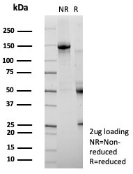 SDS-PAGE analysis of purified, BSA-free ZNF488 antibody (clone PCRP-ZNF488-2D8) as confirmation of integrity and purity.