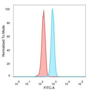 ZNF488 Antibody HeLa FACS. Flow cytometry analysis of PFA-fixed human HeLa cells using ZNF488 antibody. The mouse monoclonal antibody clone PCRP-ZNF488-2D8, detected with goat anti-mouse IgG-CF488 (blue), shows a clear right-shifted population compared to unstained cells (red), indicating positive intracellular staining of Zinc finger protein 488 / ZNF488. This shift supports detection of this nuclear transcription factor following permeabilization, consistent with its role as a transcription factor marker in proliferative epithelial cells.