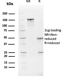 SDS-PAGE analysis of purified, BSA-free PTEN antibody (clone PTEN/2159) as confirmation of integrity and purity.