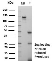 SDS-PAGE analysis of purified, BSA-free Ki67 antibody (clone MKI67/8743) as confirmation of integrity and purity.