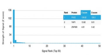 Analysis of a HuProt(TM) microarray containing more than 19,000 full-length human proteins using PAX2 antibody (clone PAX2/2994). Z- and S- Score: The Z-score represents the strength of a signal that a monoclonal antibody (in combination with a fluorescently-tagged anti-IgG secondary antibody) produces when binding to a particular protein on the HuProt(TM) array. Z-scores are described in units of standard deviations (SD's) above the mean value of all signals generated on that array. If targets on HuProt(TM) are arranged in descending order of the Z-score, the S-score is the difference (also in units of SD's) between the Z-score. S-score therefore represents the relative target specificity of a mAb to its intended target. A mAb is considered to specific to its intended target, if the mAb has an S-score of at least 2.5. For example, if a mAb binds to protein X with a Z-score of 43 and to protein Y with a Z-score of 14, then the S-score for the binding of that mAb to protein X is equal to 29.