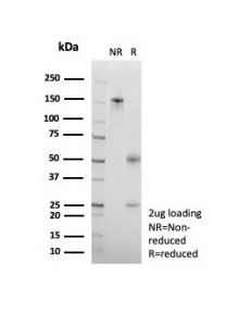 SDS-PAGE analysis of purified, BSA-free CD95 antibody rB-R18 as confirmation of integrity and purity.