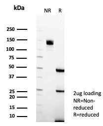 SDS-PAGE analysis of purified, BSA-free PAX6 antibody (clone PAX6/7705) as confirmation of integrity and purity.